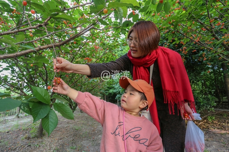 南通红杏园 樱桃熟了釆摘啦  (2).jpg