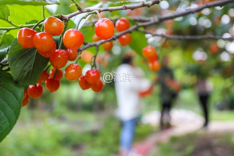 南通红杏园 樱桃熟了釆摘啦  (4).jpg