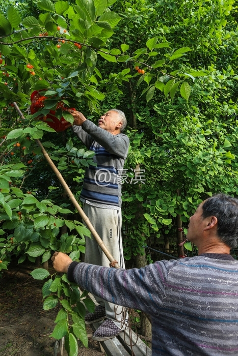 南通红杏园 樱桃熟了釆摘啦  (6).jpg