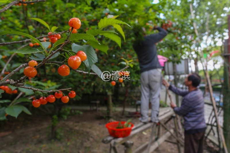 南通红杏园 樱桃熟了釆摘啦  (7).jpg