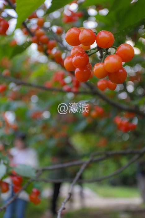 南通红杏园 樱桃熟了釆摘啦  (8)  2019年5月8日，园林路与洪江路交汇处北边的红杏园里.jpg