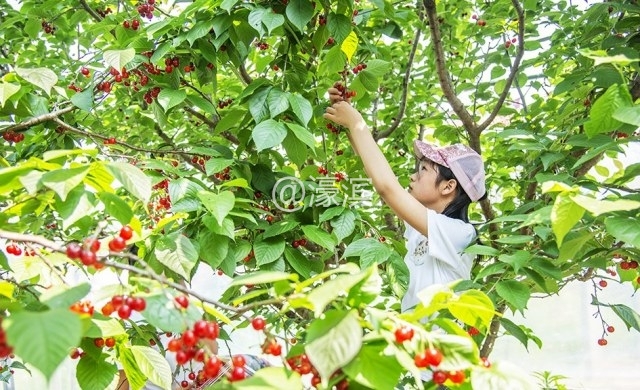 金沙街道御润家庭农场樱桃园里，一位小游客正在采摘樱桃，体验农家丰收的喜悦。