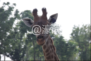 南通短暂晴好天气 亲子出游选动物园，遇见最奇妙的夏天！116.png