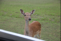 南通短暂晴好天气 亲子出游选动物园，遇见最奇妙的夏天！118.png