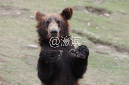 南通短暂晴好天气 亲子出游选动物园，遇见最奇妙的夏天！121.png