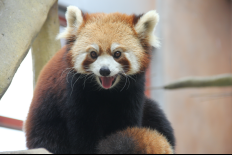 南通短暂晴好天气 亲子出游选动物园，遇见最奇妙的夏天！119.png