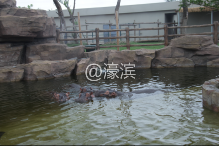 南通短暂晴好天气 亲子出游选动物园，遇见最奇妙的夏天！126.png