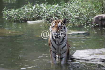 南通短暂晴好天气 亲子出游选动物园，遇见最奇妙的夏天！124.png