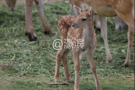 南通短暂晴好天气 亲子出游选动物园，遇见最奇妙的夏天！128.png