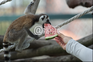 搞笑！南通野生动物园上演集体吃西瓜大赛！快来围观！99.png