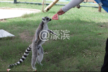 搞笑！南通野生动物园上演集体吃西瓜大赛！快来围观！120.png