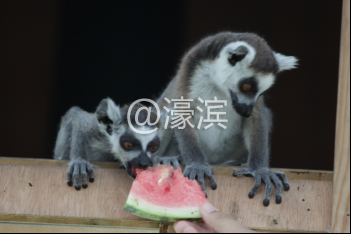 搞笑！南通野生动物园上演集体吃西瓜大赛！快来围观！122.png