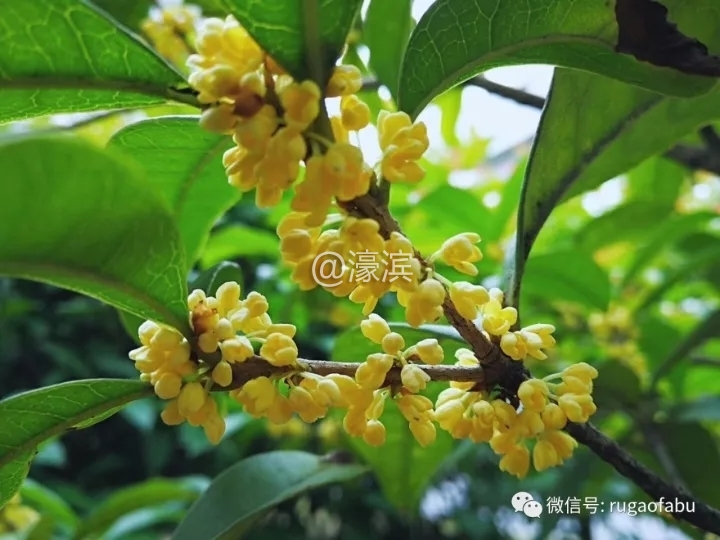 640_wx_fmt=jpeg&amp;tp=webp&amp;wxfrom=5&amp;wx_lazy=1&amp;wx_co=1.webp (5).jpg