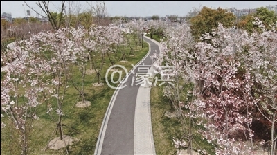 樱花园 许丛军摄