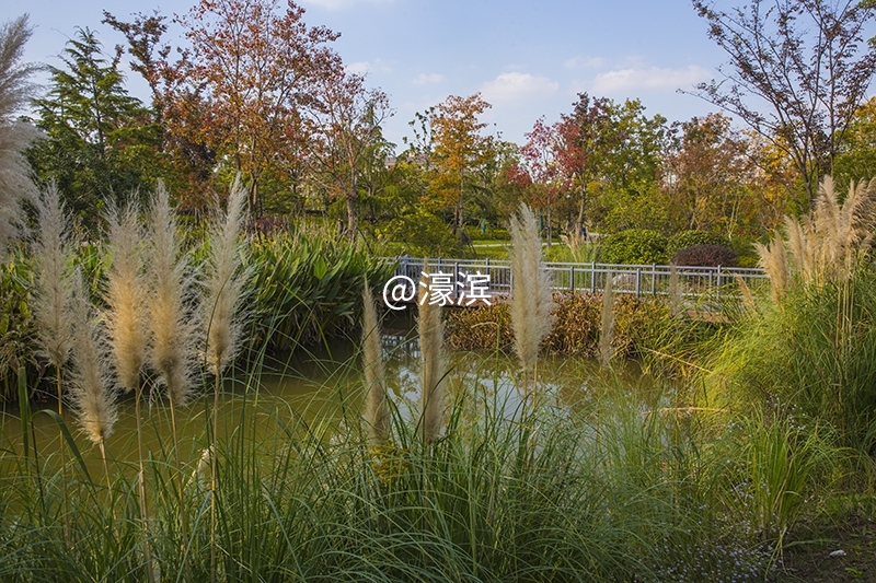 跳动的秋光  城山公园秋景初探 (3).jpg