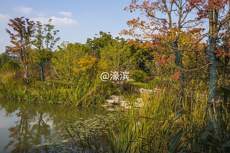 跳动的秋光  城山公园秋景初探 (5).jpg