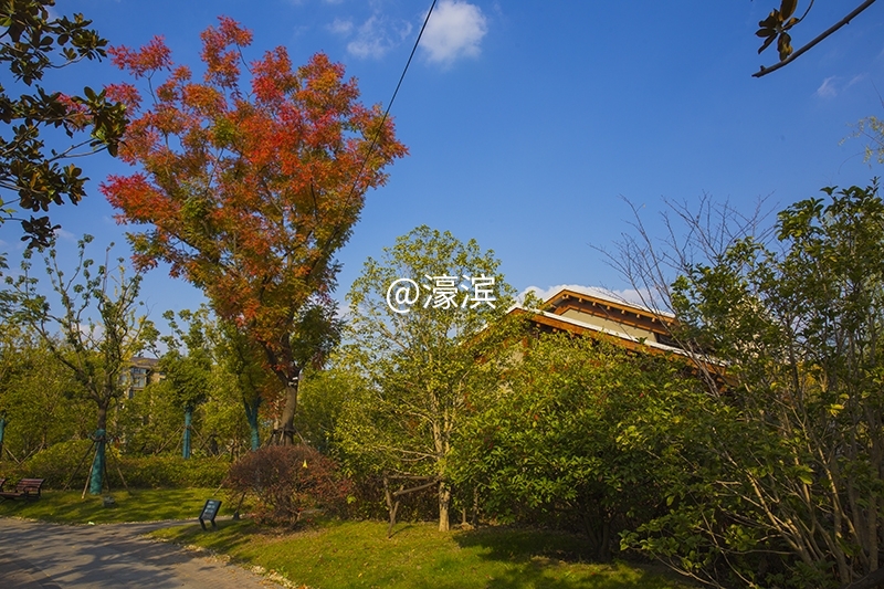 跳动的秋光  城山公园秋景初探 (6).jpg