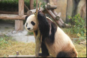南通野生动物园感恩节半价12.6发722.png