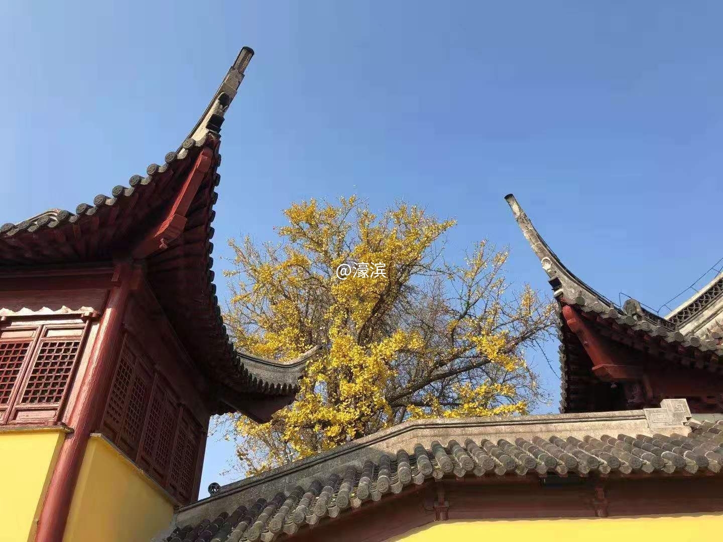 图为拍摄的军山银杏树