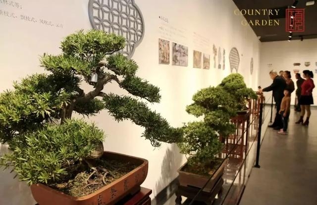 penjing3.jpg