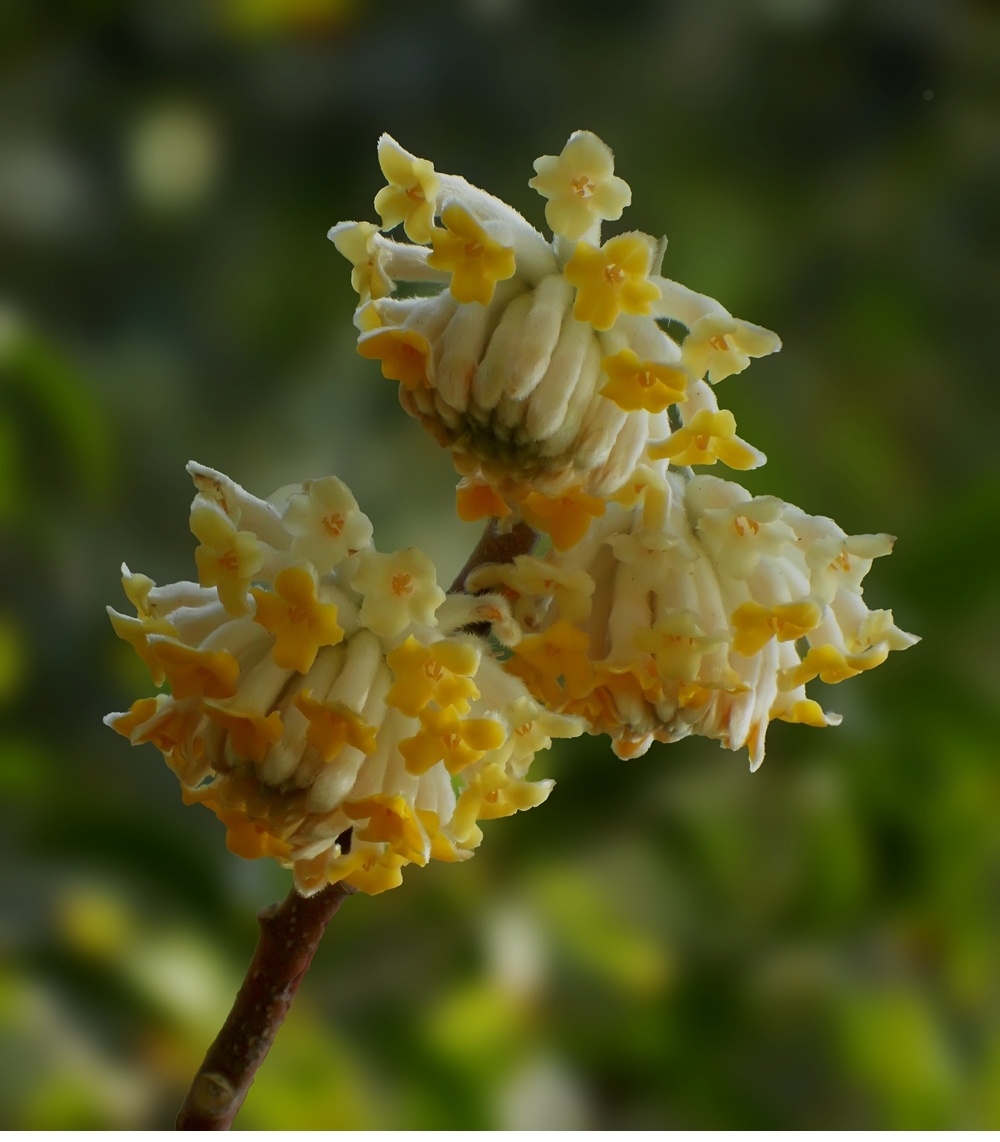 SAM_1461_副本 .jpg