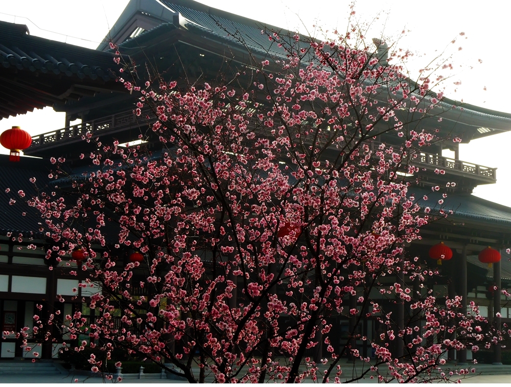 SAM_3048_副本 .jpg