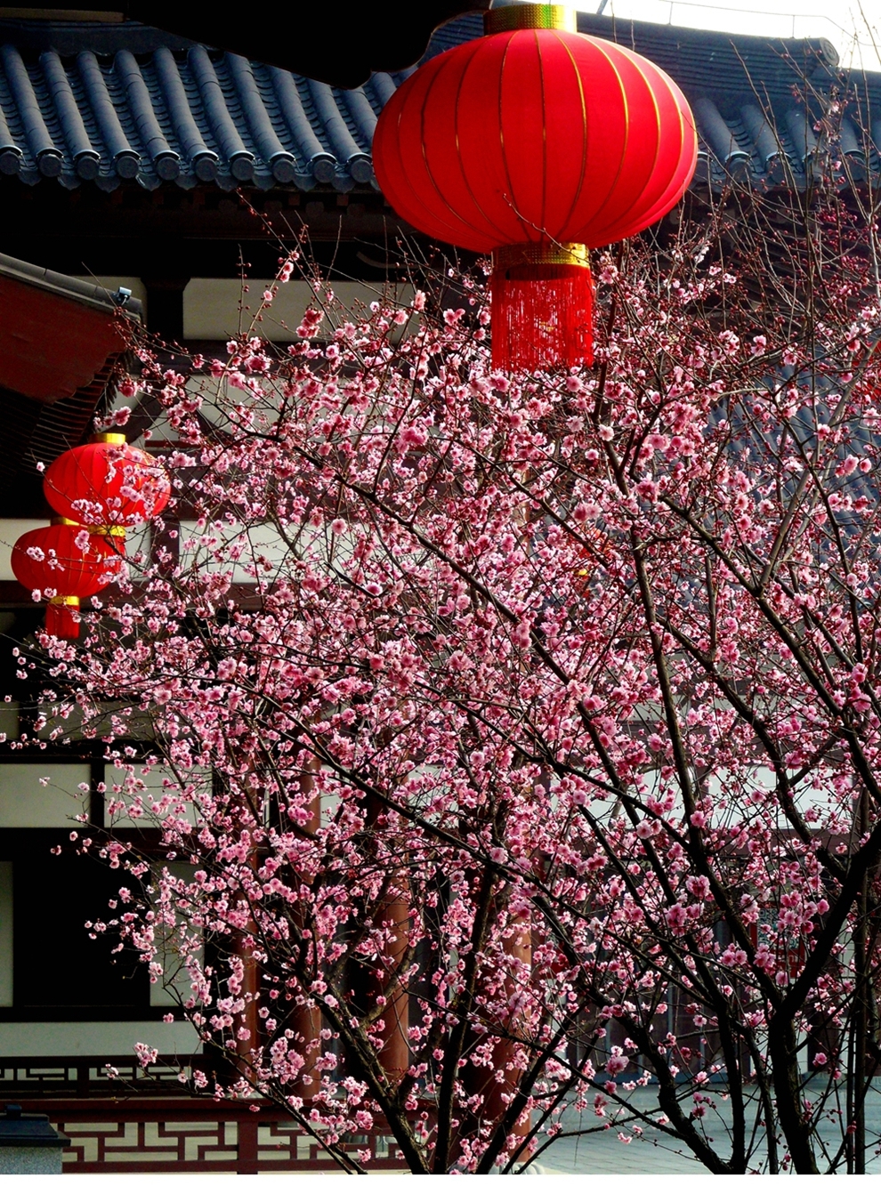 SAM_3069_副本 .jpg