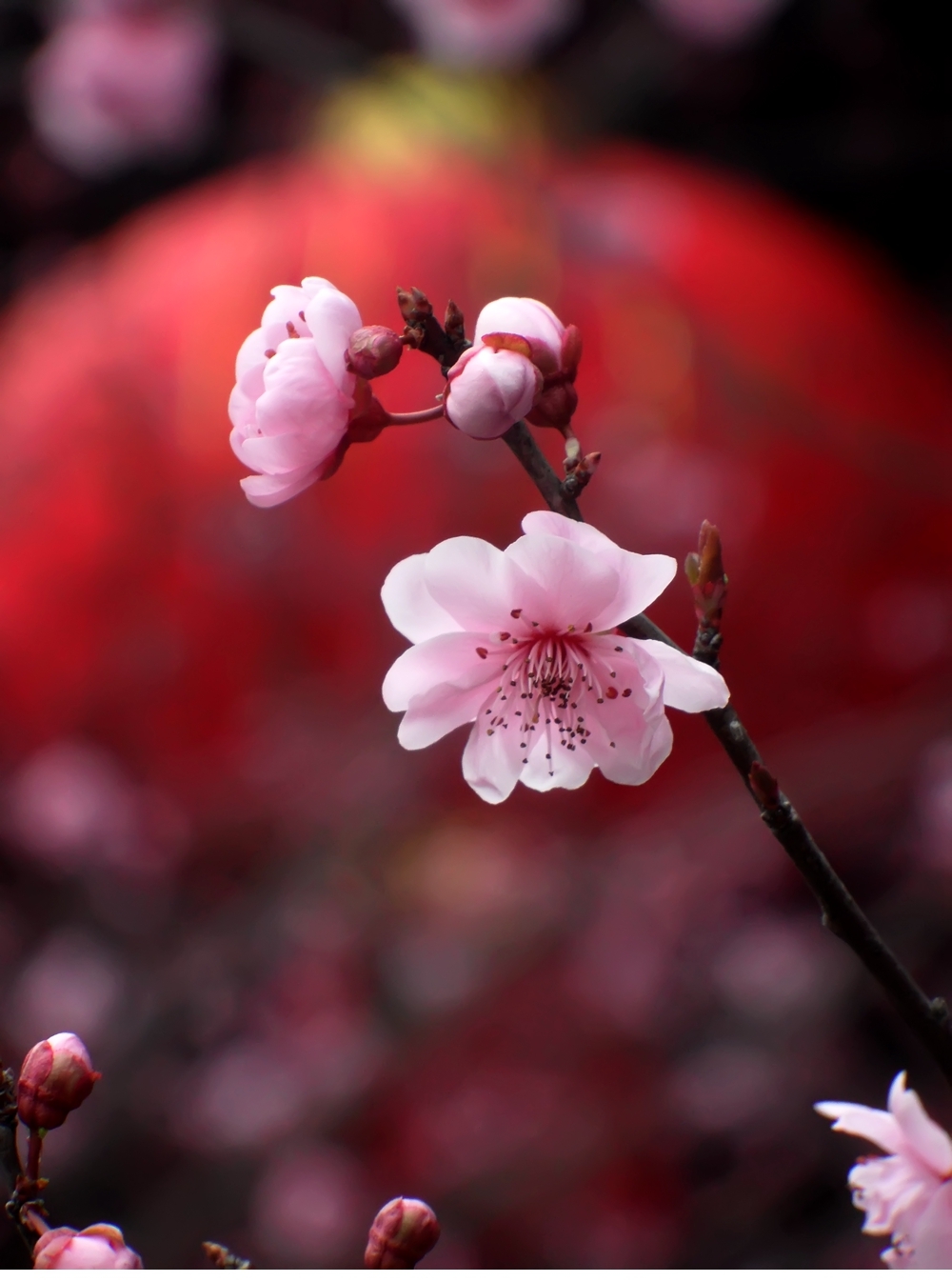 SAM_2760_副本 .jpg