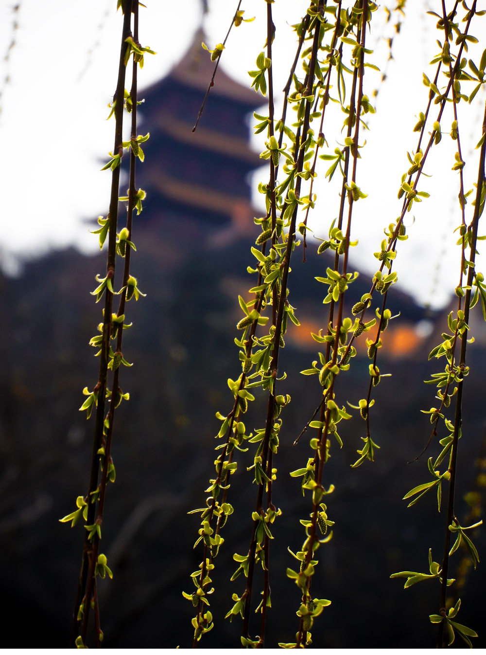 SAM_2596_副本 .jpg