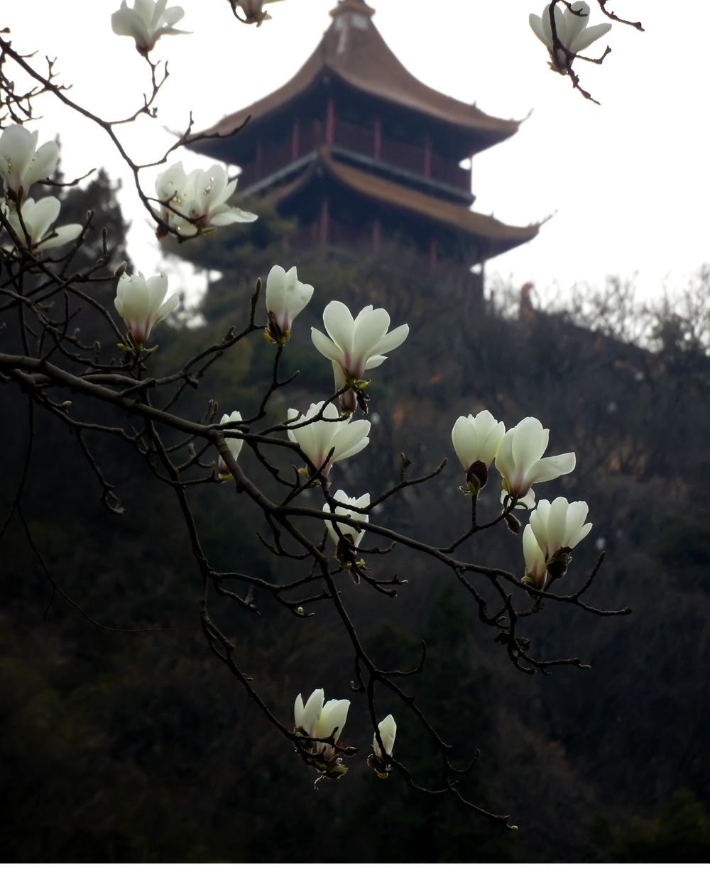 SAM_2598_副本  (1).jpg