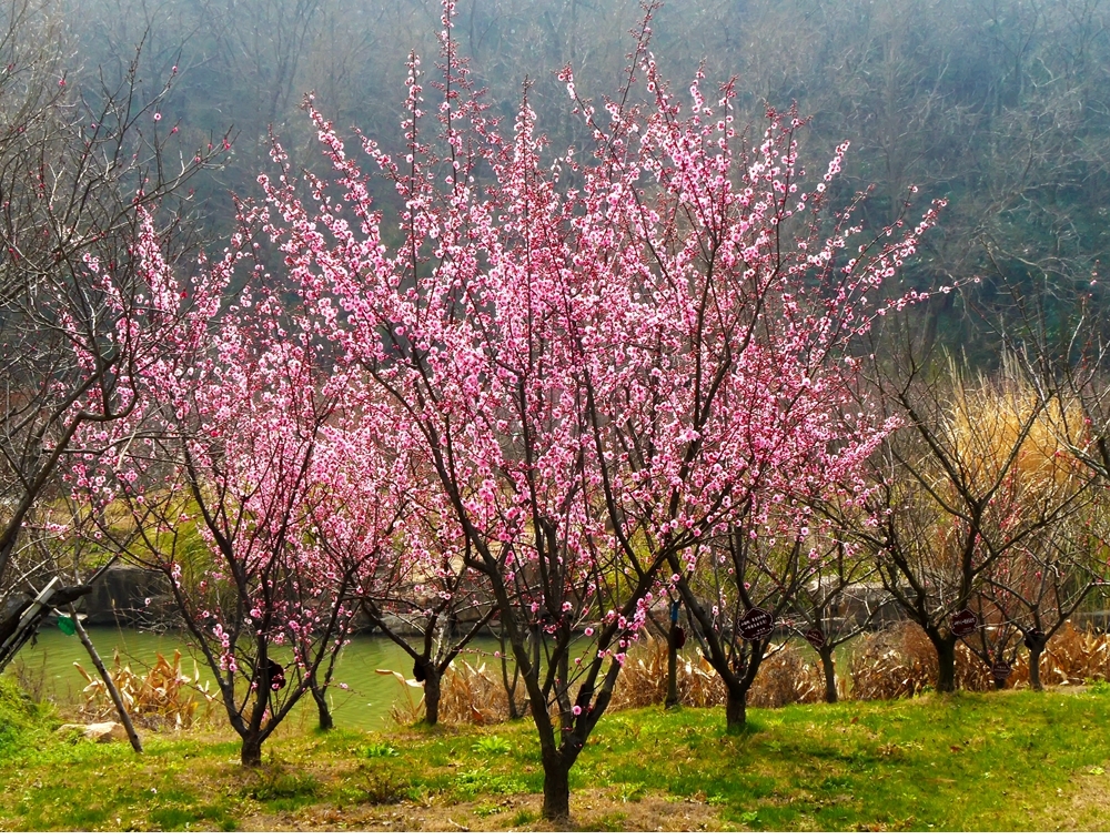 SAM_2868_副本 .jpg