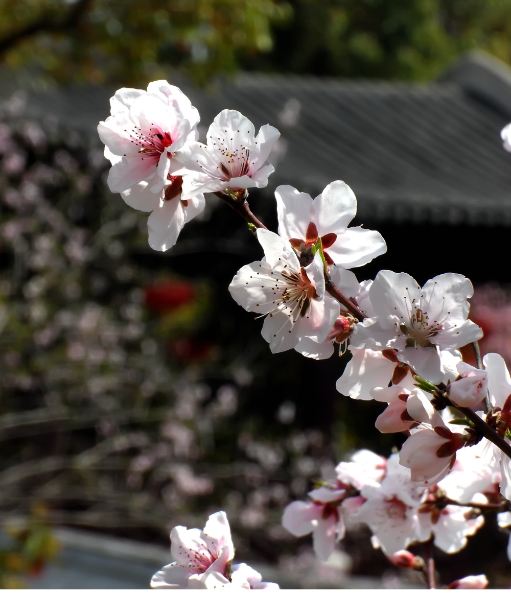 SAM_4925_副本 .jpg