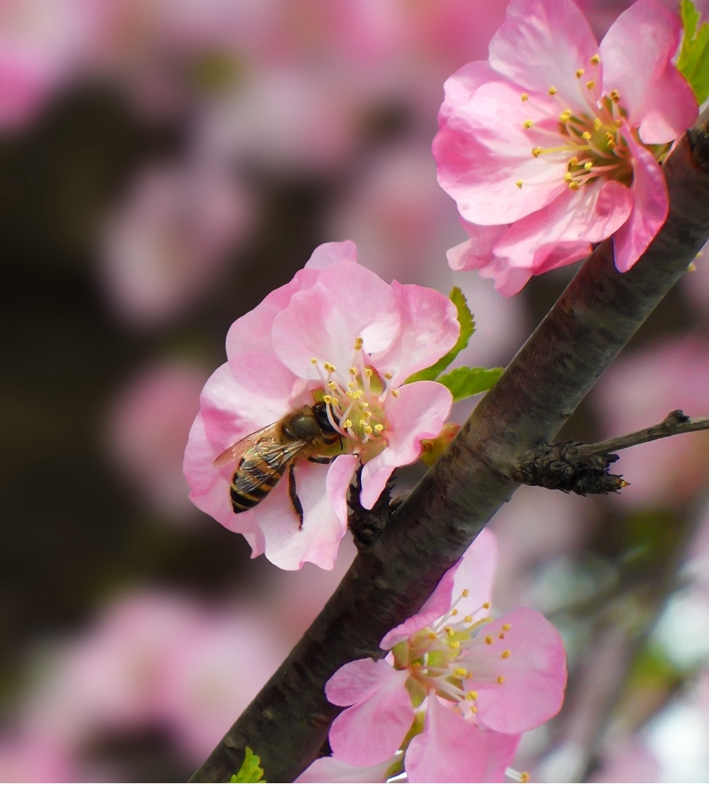 SAM_5310_副本 .jpg