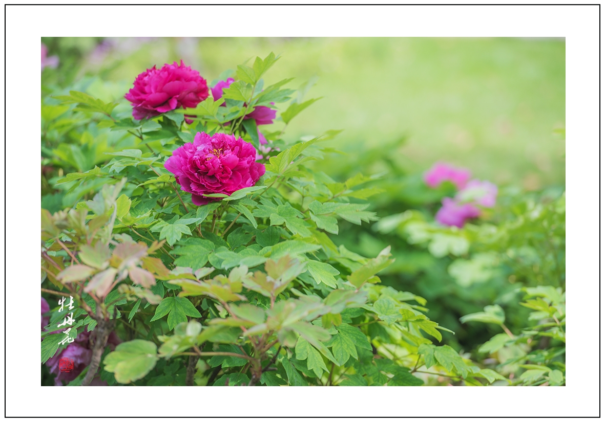 牡丹花2..jpg