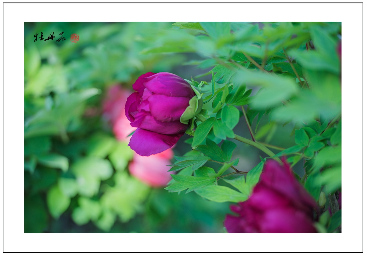 牡丹花12.jpg