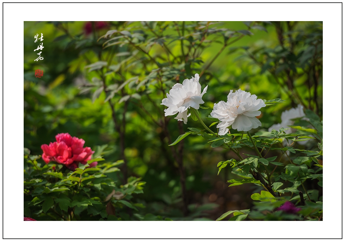 牡丹花4..jpg