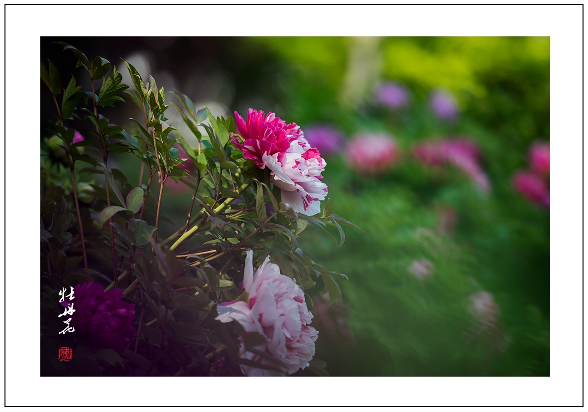 牡丹花8.jpg