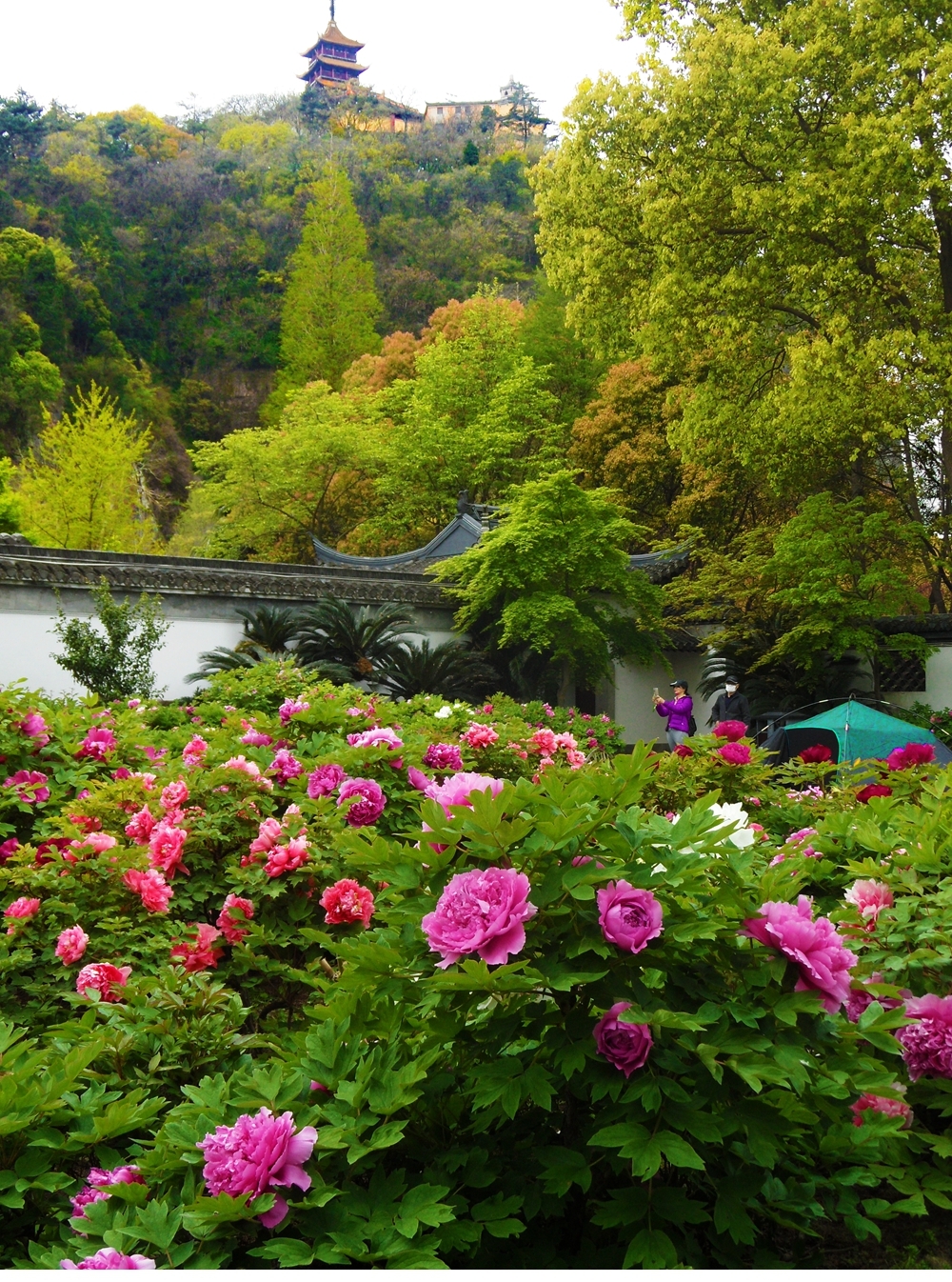 SAM_7969_副本 .jpg