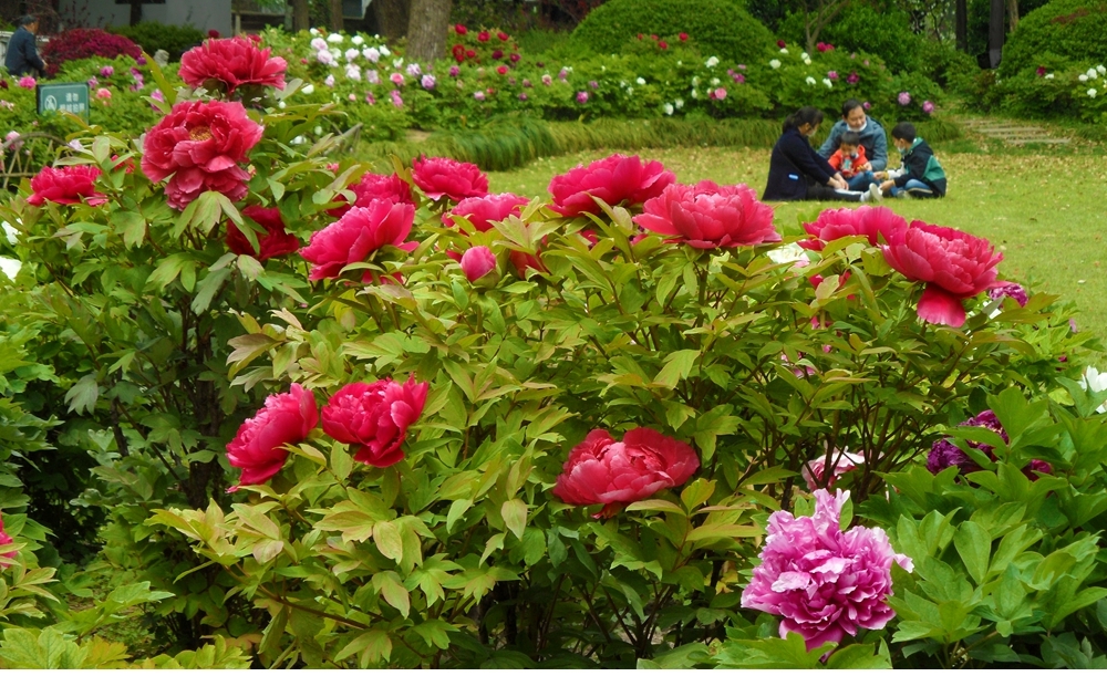 SAM_8050_副本 .jpg