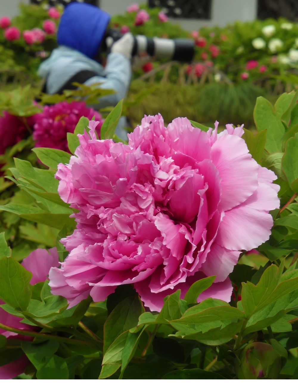 SAM_8004_副本 .jpg