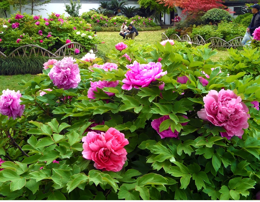 SAM_8237_副本 .jpg