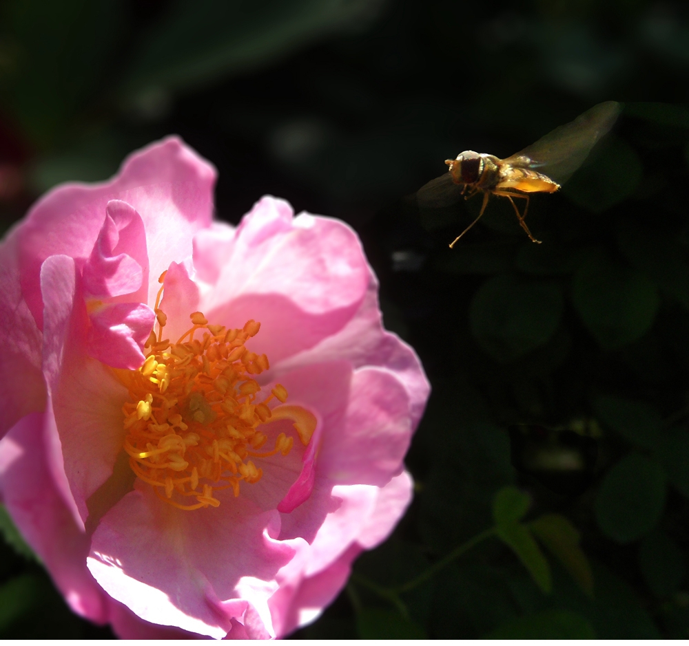 SAM_2620_副本 .jpg