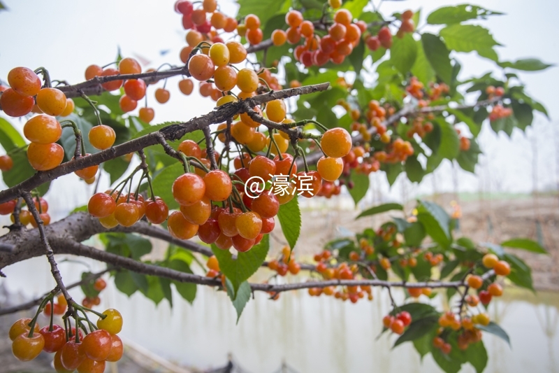 红杏园 又到樱桃成熟时 (2).jpg