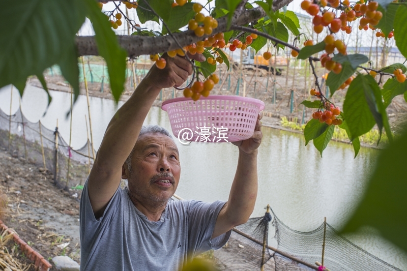 红杏园 又到樱桃成熟时 (1).jpg