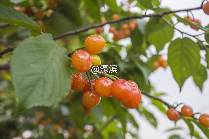 红杏园 又到樱桃成熟时 (4).jpg