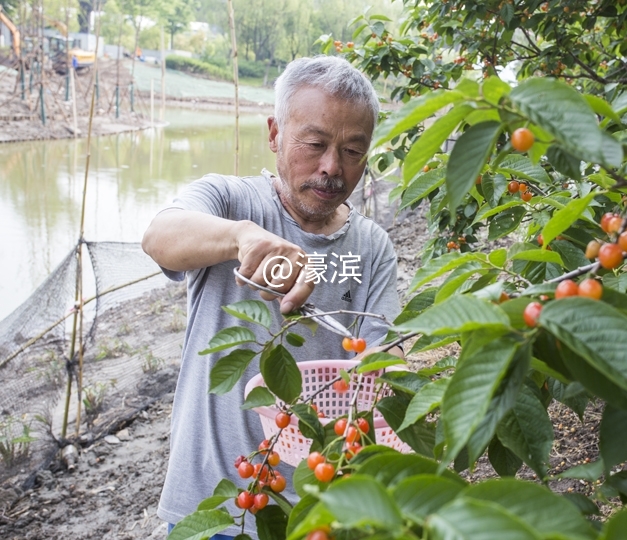 红杏园 又到樱桃成熟时 (3).jpg
