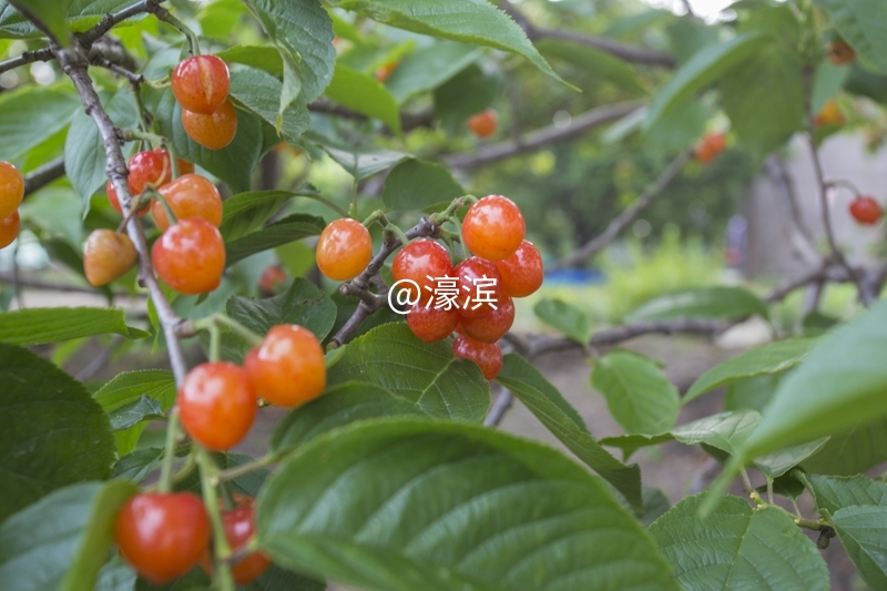 红杏园 又到樱桃成熟时 (6).jpg