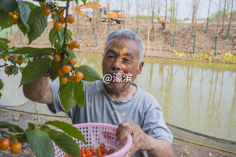 红杏园 又到樱桃成熟时 (5).jpg