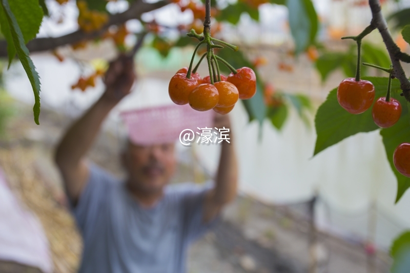 红杏园 又到樱桃成熟时 (8).jpg