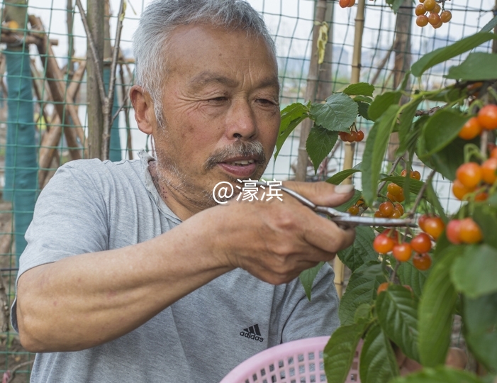 红杏园 又到樱桃成熟时 (7).jpg